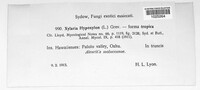 Xylaria hypoxylon image